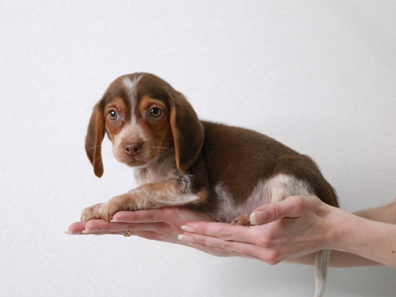 Beagle-Male-Chocolate White Tan-4012134-My Next Puppy