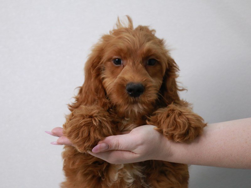 Miniature Goldendoodle-DOG-Male-Red-4022381-My Next Puppy