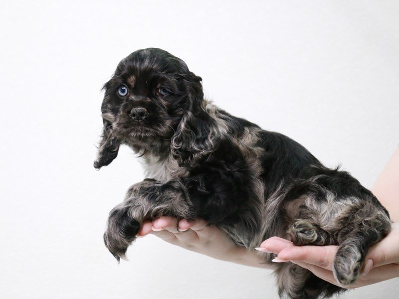 Cocker Spaniel-DOG-Female-Blue Roan-3922982-My Next Puppy