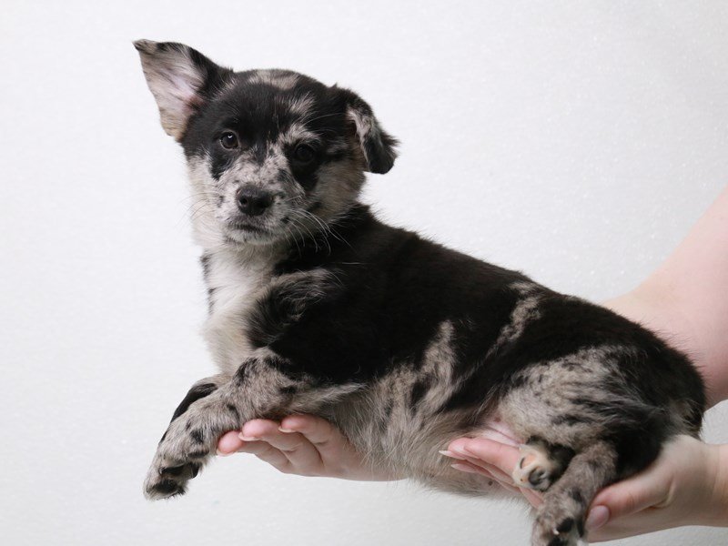Pembroke Welsh Corgi/Pomeranian-DOG-Male-Blue Merle-3922979-My Next Puppy
