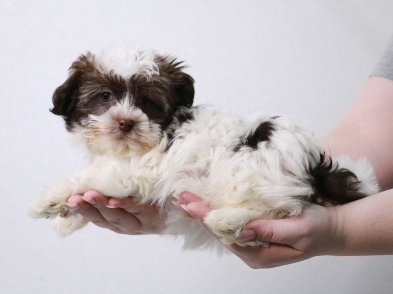 Havanese-DOG-Female-Chocolate Sabled Gold-3961000-My Next Puppy