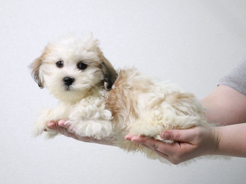 Lachon-DOG-Male-Golden-3982203-My Next Puppy