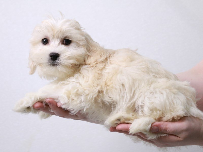 Lachon-DOG-Female-Cream-3982200-My Next Puppy