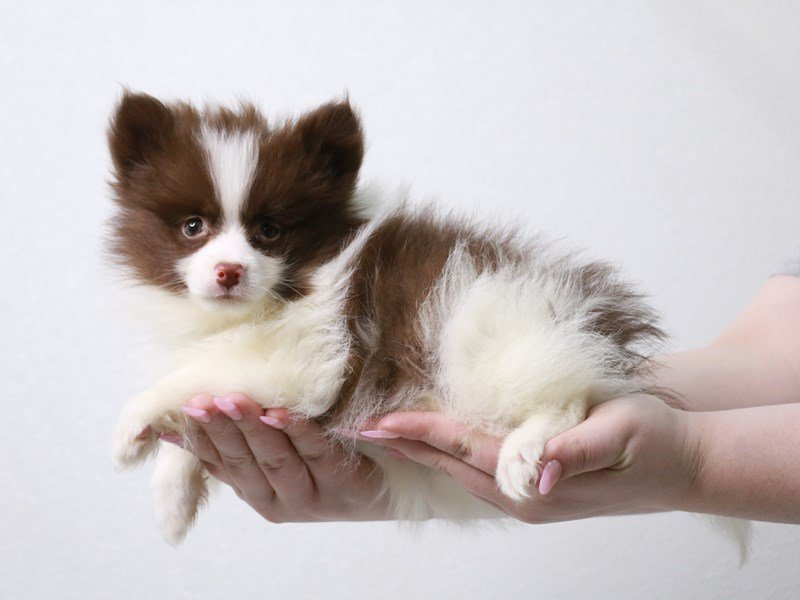 Pomeranian-Male-Chocolate-3992185-My Next Puppy
