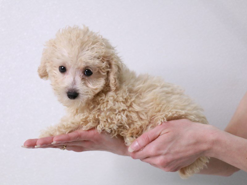Toy Poodle-DOG-Male-Cream-4012136-My Next Puppy