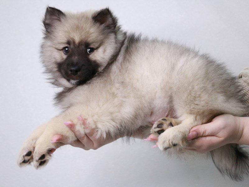 Keeshond-DOG-Female-Silver / Black-4022378-My Next Puppy