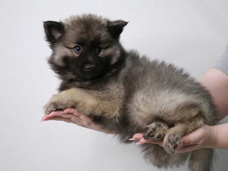 Keeshond-Male-Silver / Black-4022379-My Next Puppy