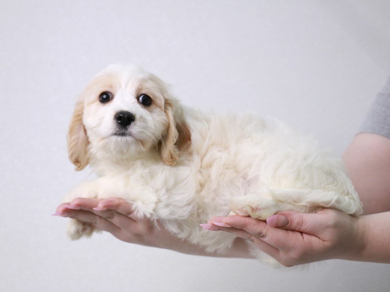 Cavachon-Female-Blenheim-4022374-My Next Puppy