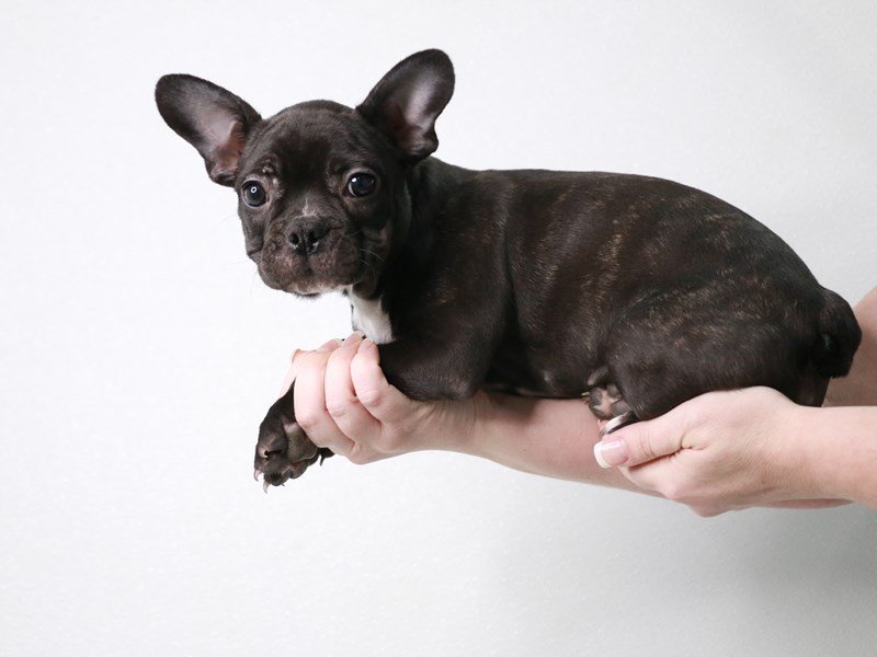 French Bulldog-DOG-Female-Brindle-4032822-My Next Puppy
