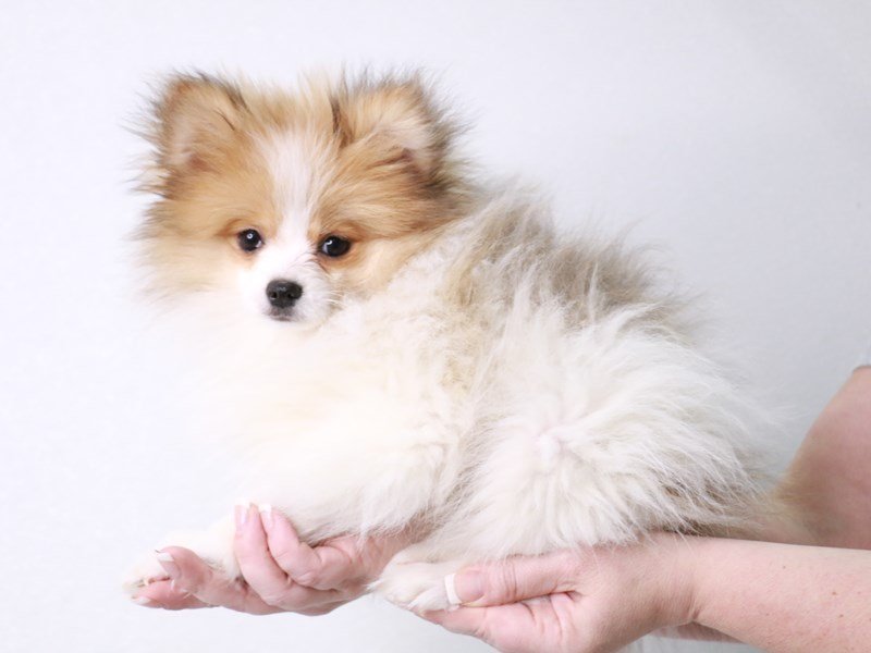 Pomeranian-DOG-Male-Sable / White-3998889-My Next Puppy