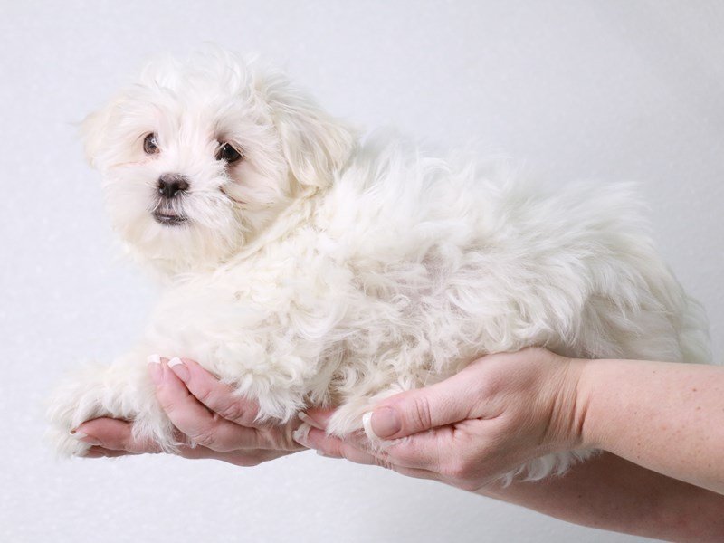 Maltese-DOG-Female-White-4032818-My Next Puppy