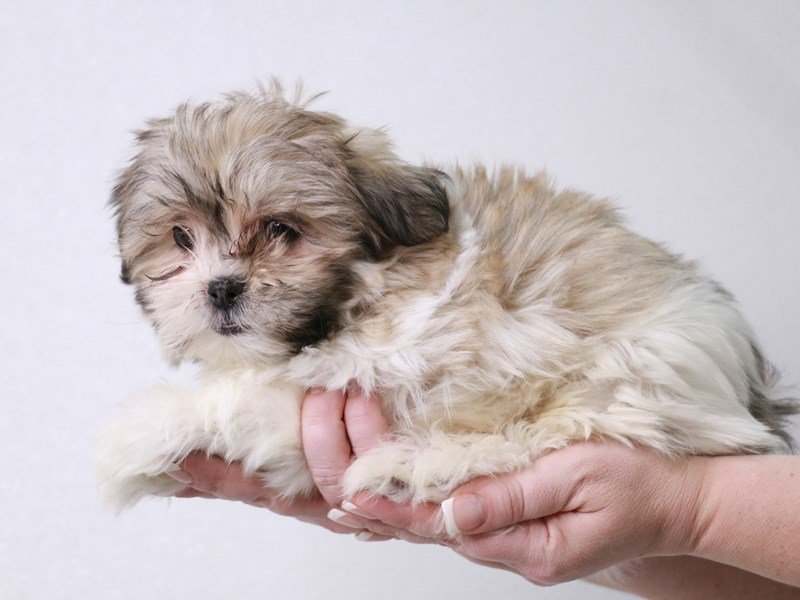 Malshi-Female-Gold / White-4032811-My Next Puppy