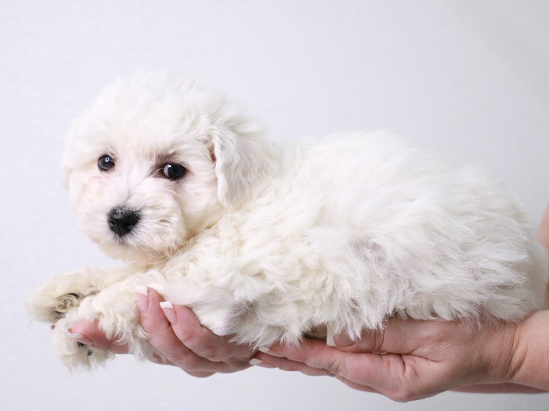 Schnoodle-Female-White-4032820-My Next Puppy