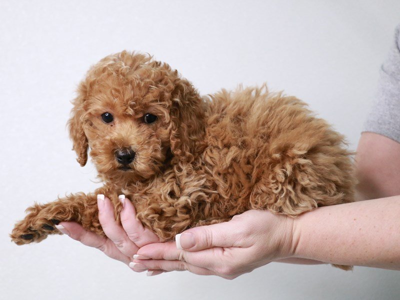 Miniature Poodle-DOG-Female-Apricot-4032813-My Next Puppy