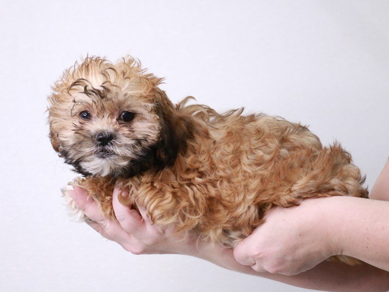 Teddy Bear-Female-Gold-4032815-My Next Puppy