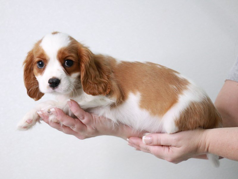 Cavalier King Charles Spaniel-DOG-Male-Blenheim-4032809-My Next Puppy