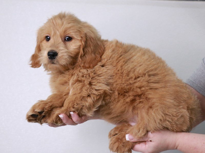 Mini Goldendoodle-DOG-Male-Apricot-4042848-My Next Puppy