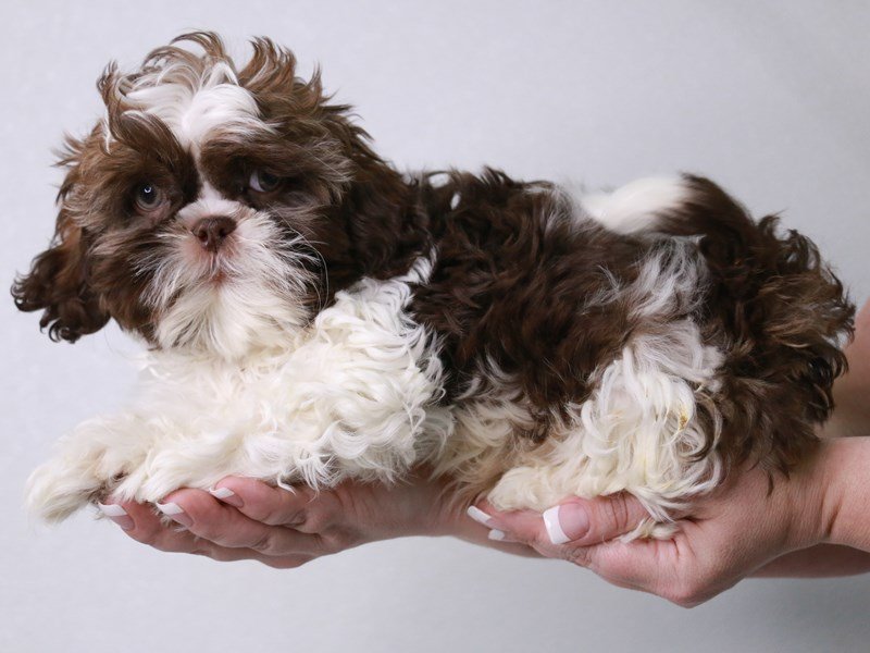Shih Tzu-DOG-Male-Chocolate / White-4042845-My Next Puppy
