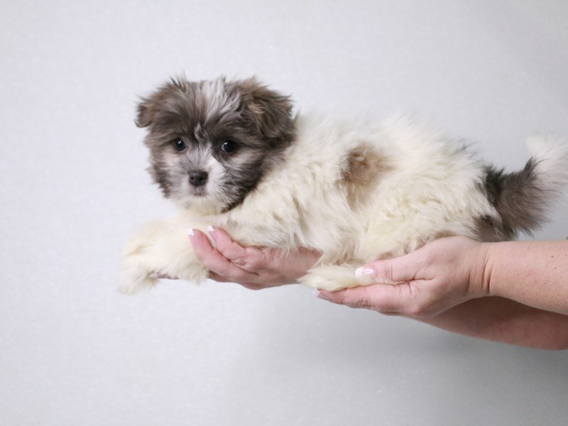 Shiranian-DOG-Female-Blue / White-4042850-My Next Puppy