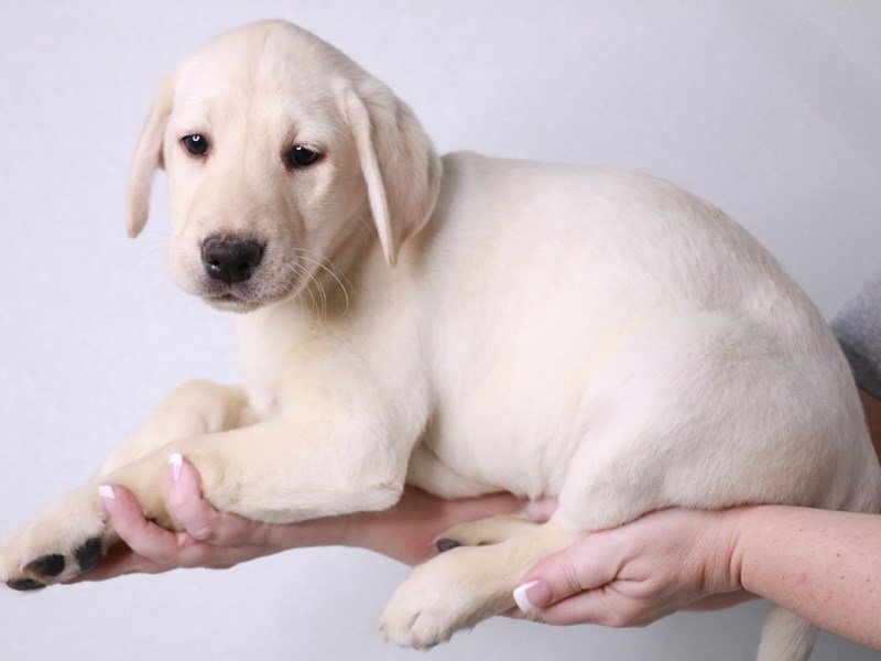 Labrador Retriever-Male-Yellow-4042852-My Next Puppy