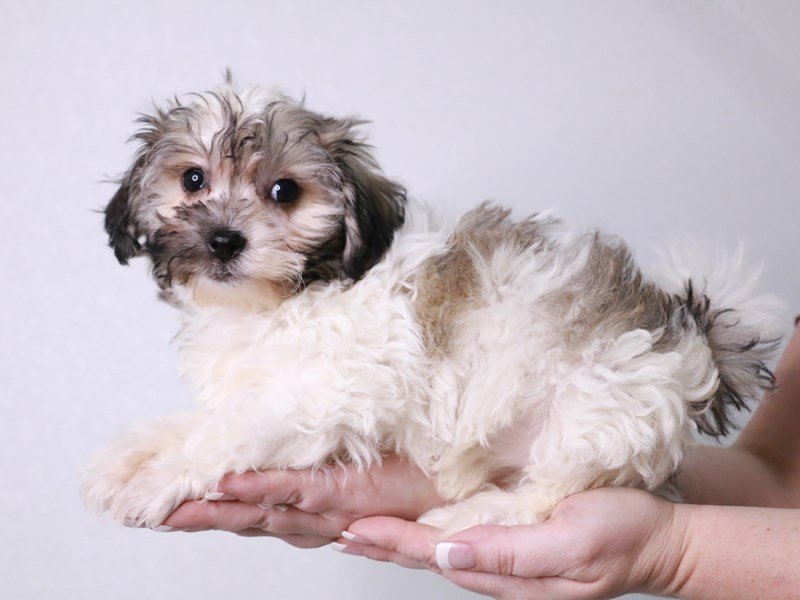 Havachon-DOG-Female-Sable / White-4042838-My Next Puppy