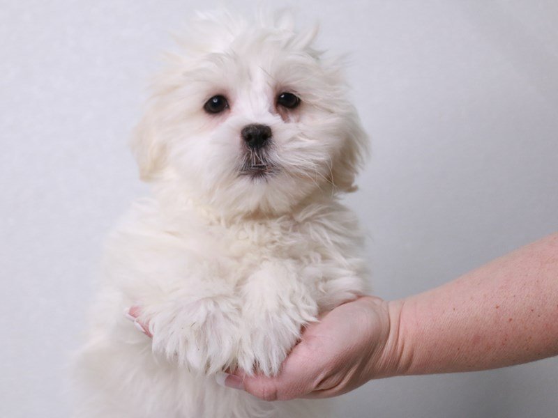 Malshi-Male-White / Cream-4042846-My Next Puppy