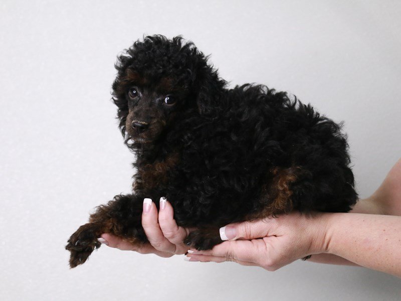 Poodle-Male-Phantom-4042853-My Next Puppy