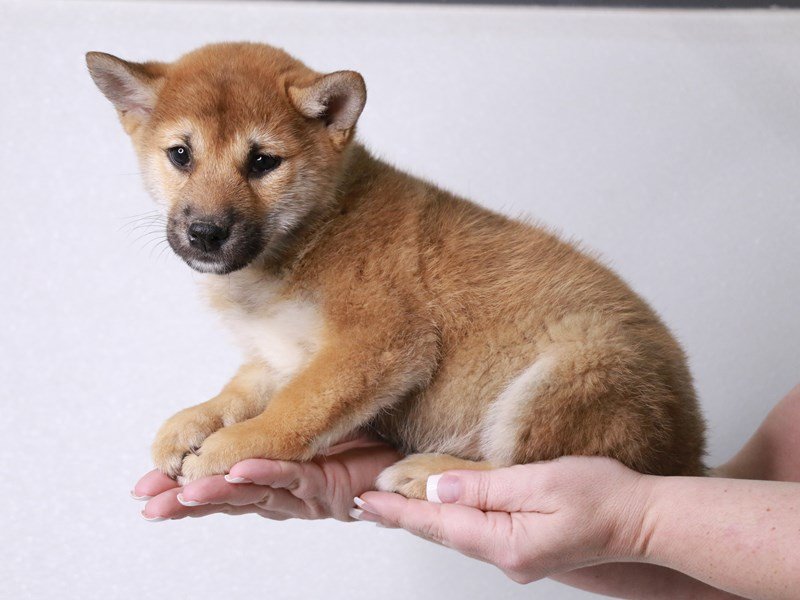 Shiba Inu-Male-Red Sesame-4042849-My Next Puppy