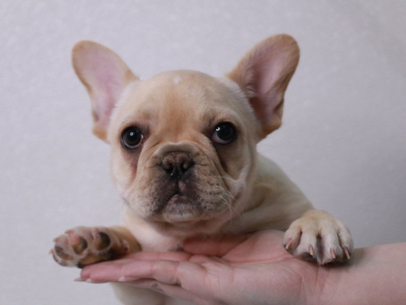 French Bulldog-DOG-Male-Cream-4053013-My Next Puppy