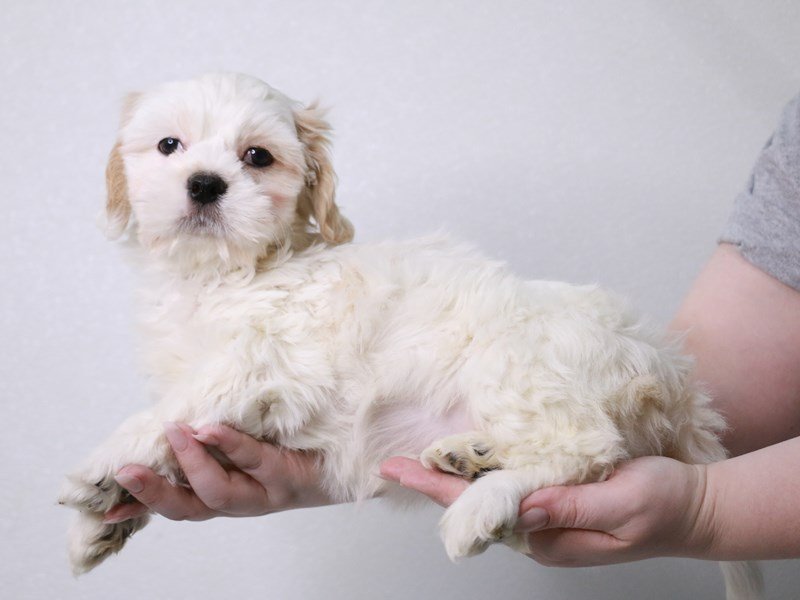 Lhasa Apso-Male-Cream-4053228-My Next Puppy