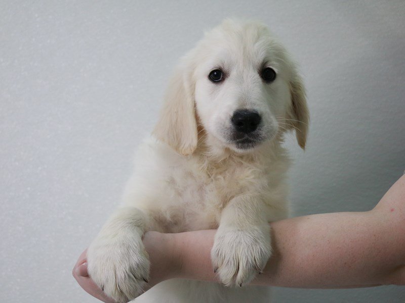 Golden Retriever-DOG-Female-Golden-4053014-My Next Puppy