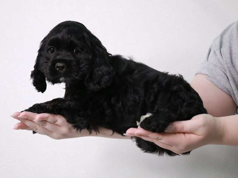 Cocker Spaniel-Female-Black-4053011-My Next Puppy