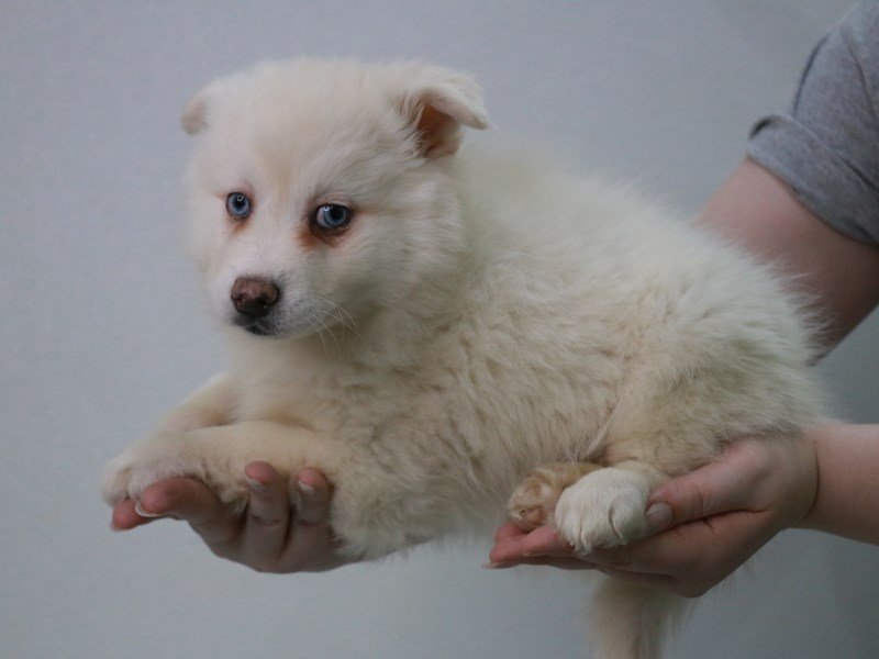 Pomsky 2nd Gen-DOG-Female-Cream-4053012-My Next Puppy