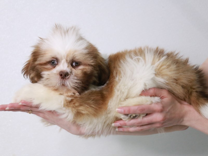 Lhasa Apso-Male-Golden / White-4012137-My Next Puppy
