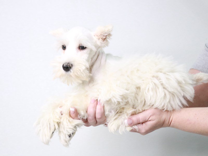 Miniature Schnauzer-DOG-Male-White-4042844-My Next Puppy