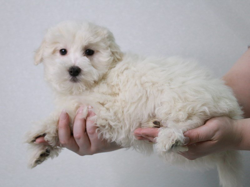 Havanese-DOG-Male-White-4053017-My Next Puppy