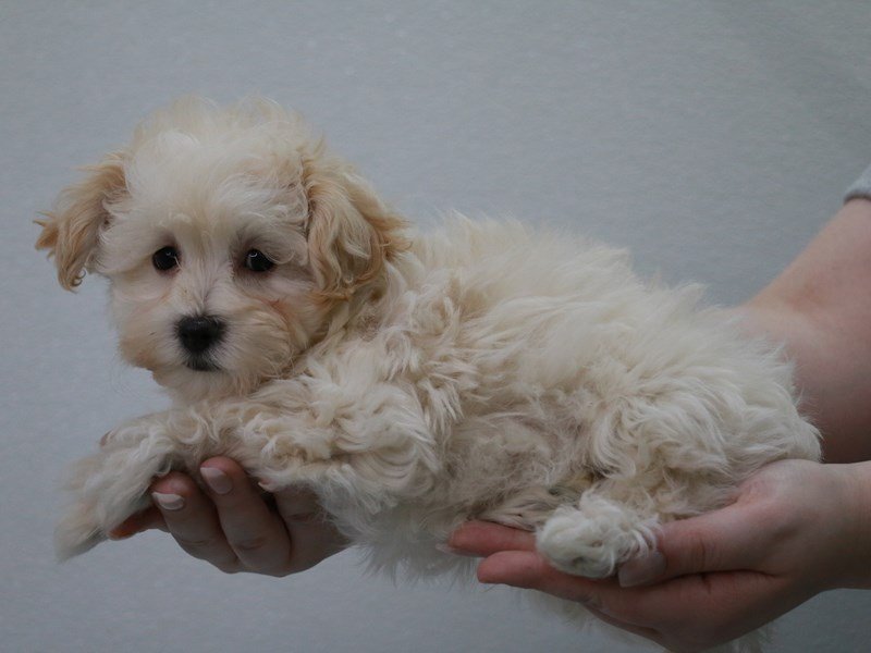 Maltipoo-DOG-Female-Cream-4053010-My Next Puppy