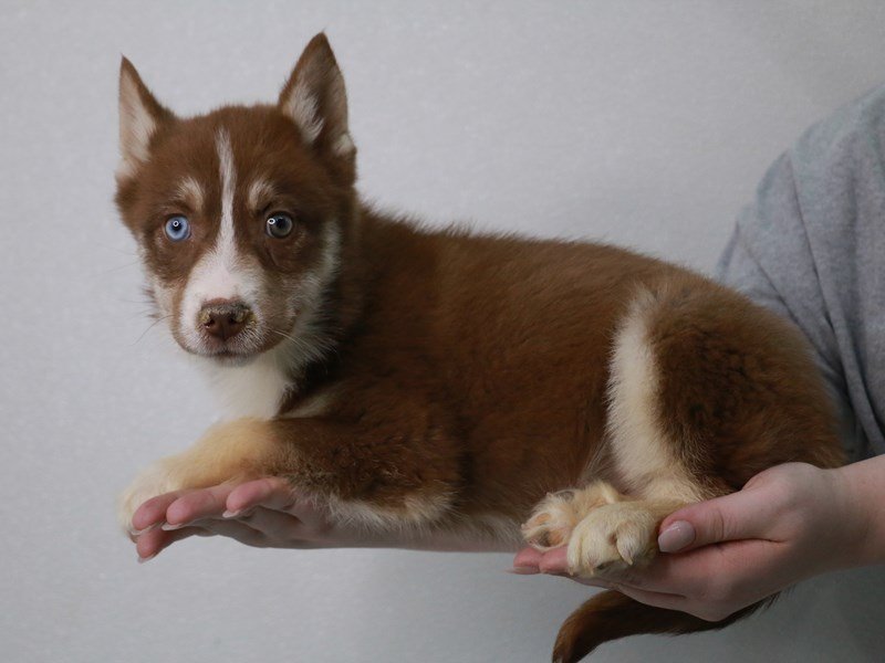 Siberian Husky-Female-Red / White-4053016-My Next Puppy