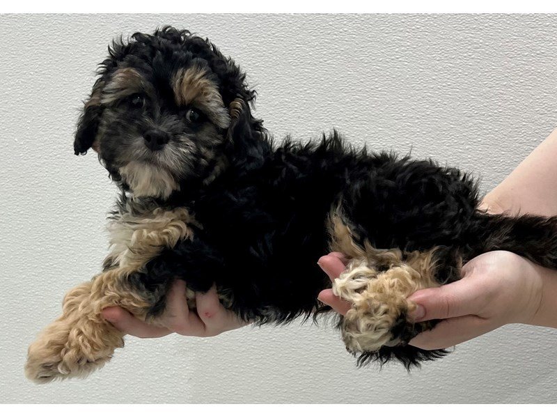 Teddy Bear-DOG-Male-Black / Tan-4063319-My Next Puppy