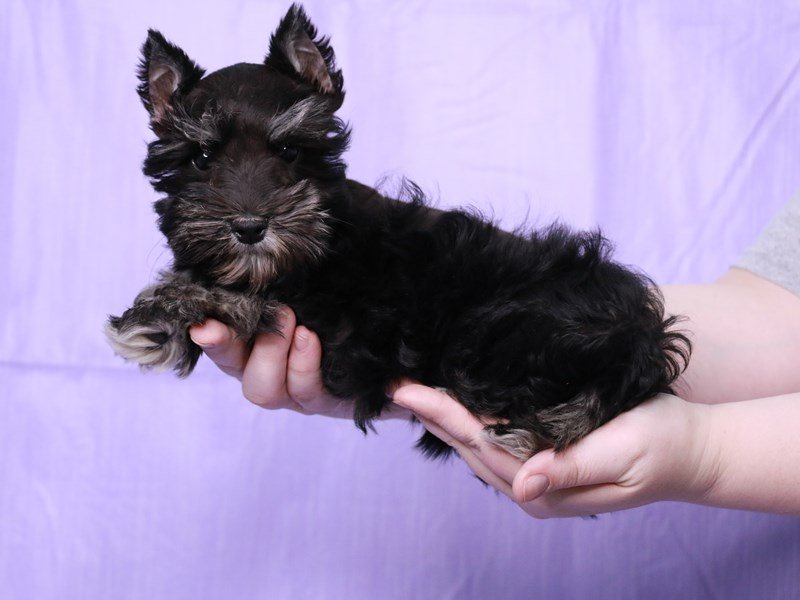 Miniature Schnauzer-DOG-Female-Black / Silver-4065024-My Next Puppy