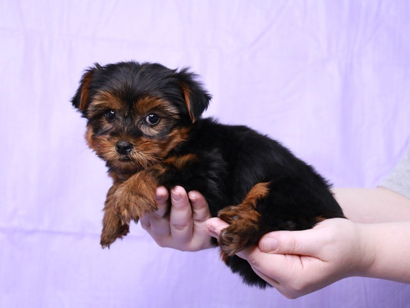Yorkshire Terrier-DOG-Female-Black / Tan-4073740-My Next Puppy