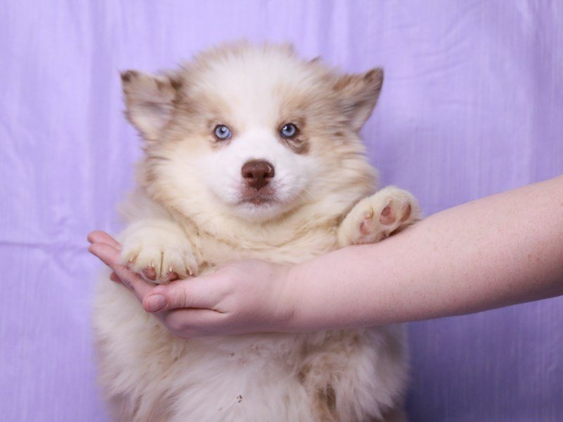 Pomsky-DOG-Male-Chocolate Merle-4073745-My Next Puppy