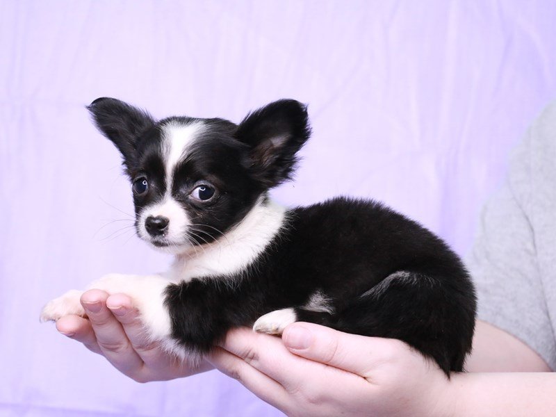 Chihuahua-DOG-Male-Black-4073743-My Next Puppy