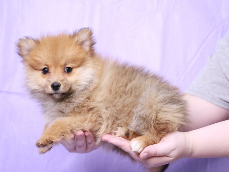 Pomeranian-DOG-Female-Orange Sable-4073744-My Next Puppy