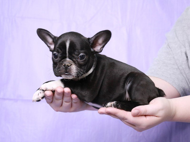 French Bulldog-DOG-Female-Black Brindle-4073741-My Next Puppy
