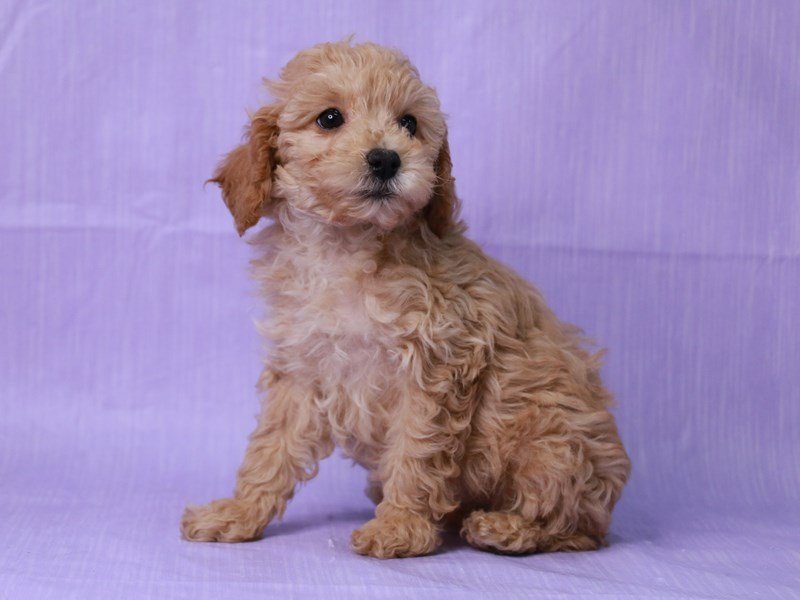 Poodle-Female-Apricot-4083470-My Next Puppy