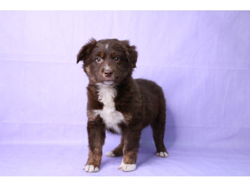 Australian Shepherd-Male-Red-4083473-My Next Puppy