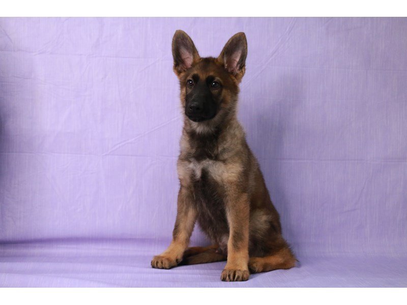 German Shepherd Dog-DOG-Male-Sable-4073746-My Next Puppy