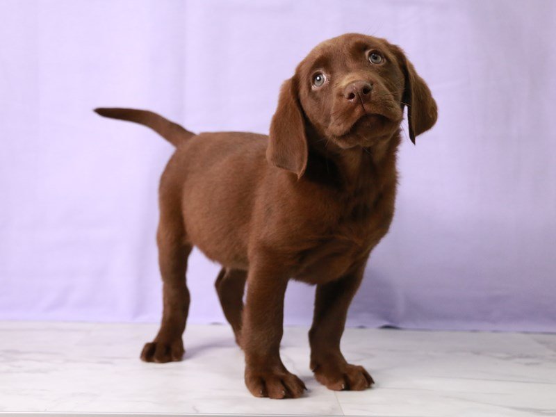 Labrador Retriever-Male-Chocolate-4086110-My Next Puppy