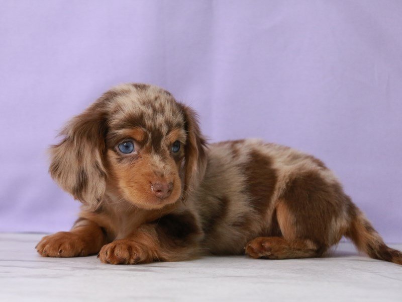 Miniature Dachshund-DOG-Male-Chocolate Dapple-4092767-My Next Puppy